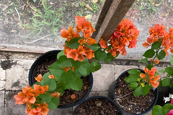 Bushy Orange Bougainvilleas in pots in a greenhouse.