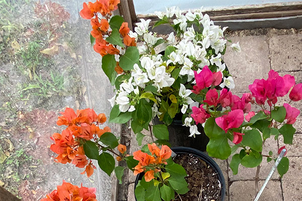 Beautiful Bush Bougainvilleas in pots.