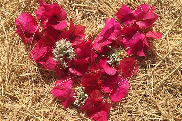 Heart made of Bougainvillea bracts.