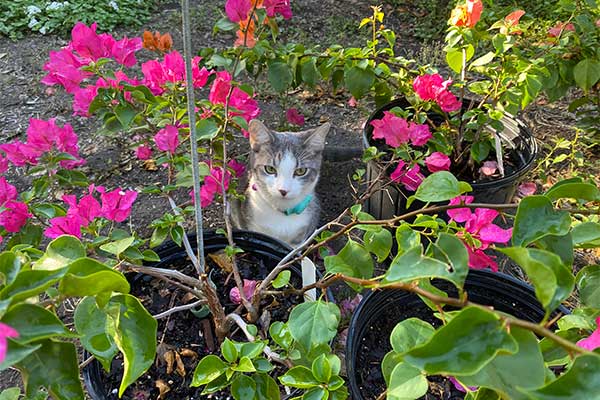 Kitty hiding amonst bougainvillea pots.