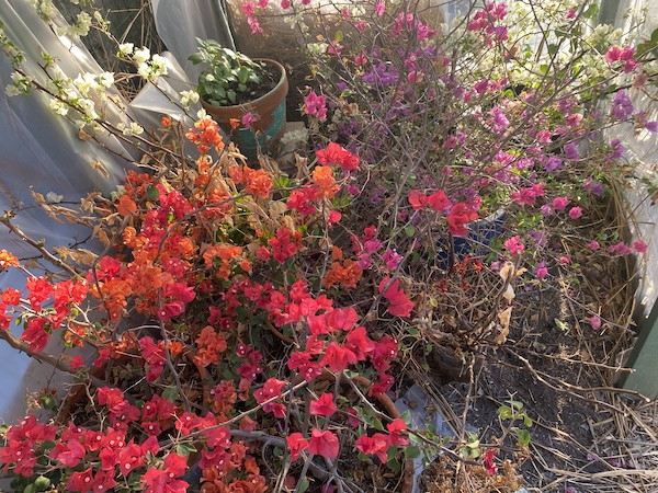 Bougainvilleas in Galveston, Texas.
