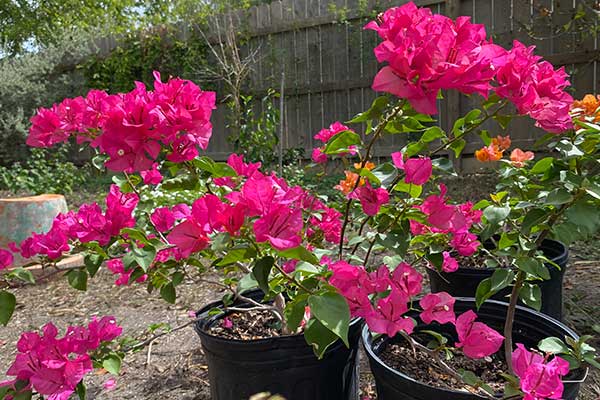 Bougainvillea vine in a black pot.