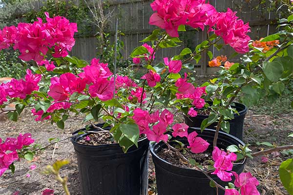 Bougainvilleas in pots with an abundance of color