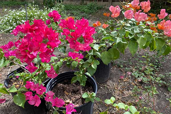 Bougainvilleas in pots with plenty of bright pink bracts.