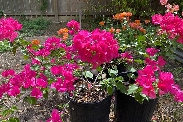 Bougainvilleas in pots have pink bracts.