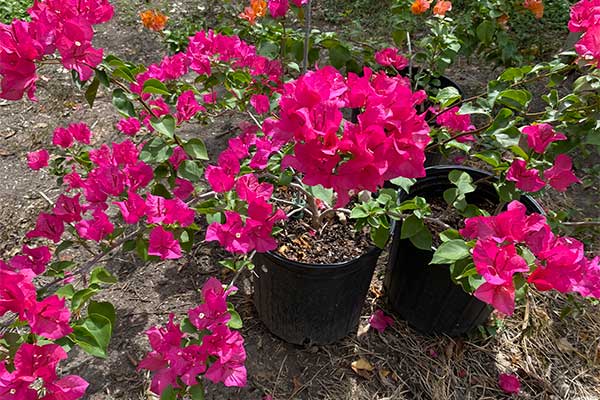 Bougainvilleas are blooming.