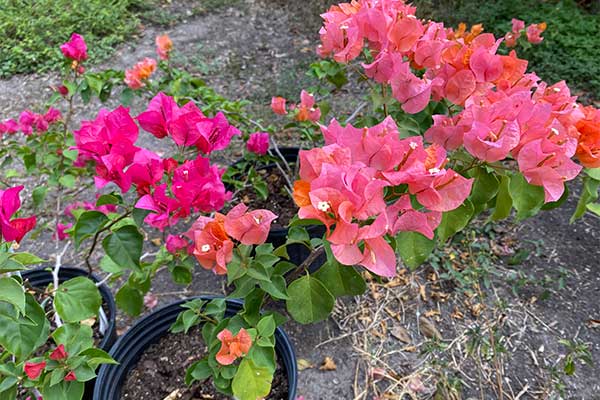 Bougainvilleas are responding to plant care.