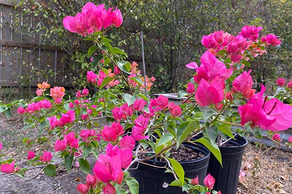 Bougainvilleas in pots are bountiful and beautiful.