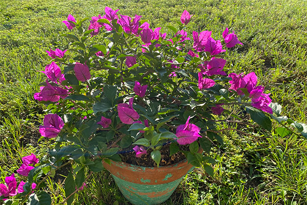 Bushy Bougainvillea with an bright pink bracts.