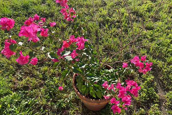 Picture of Bougainvillea in a pot with bright pink bracts.