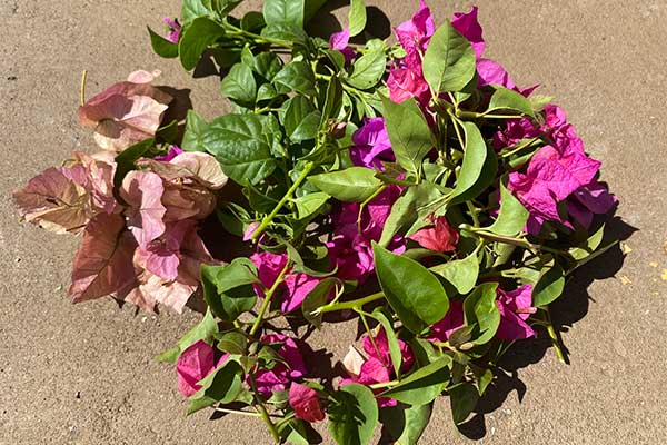 Picture of Bougainvillea trimmings.