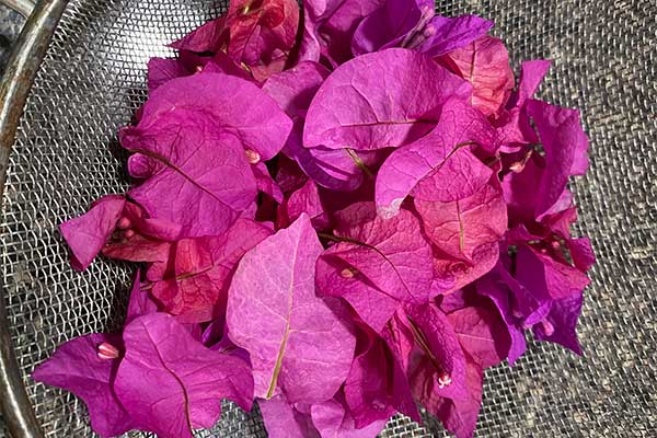 Picture of Bougainvillea bright pink bracts.