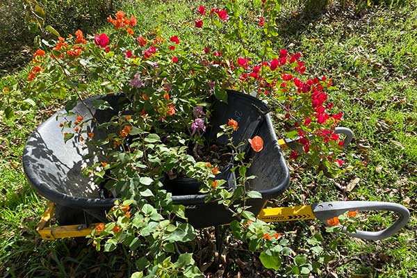 Bougainvilleas in a wheelbarrow.