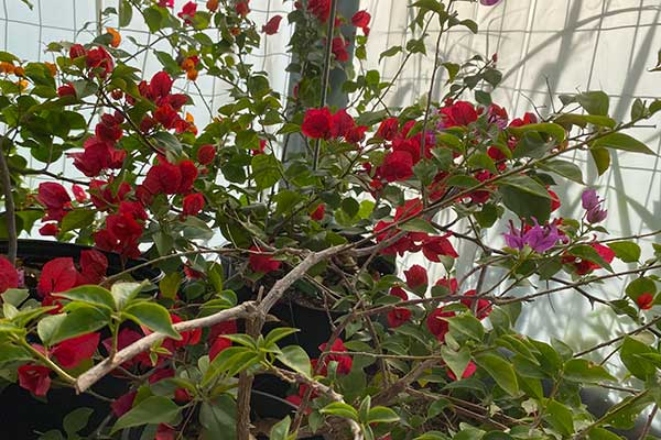 Bougainvillea in a greenhouse.