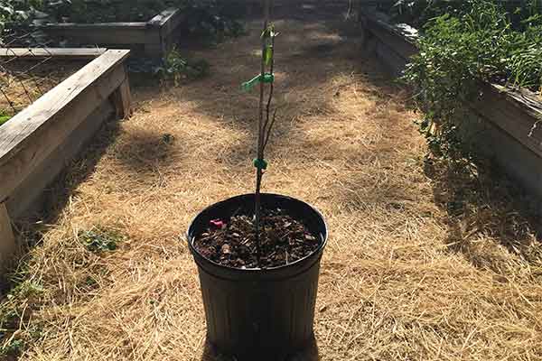 Bougainvillea in a pot that has been pruned to a standard.