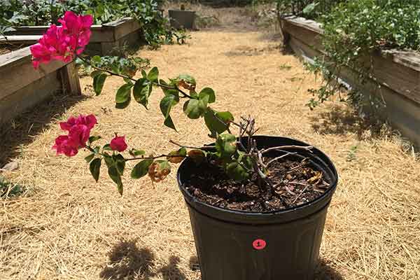 Small bougainvillea in a pot.