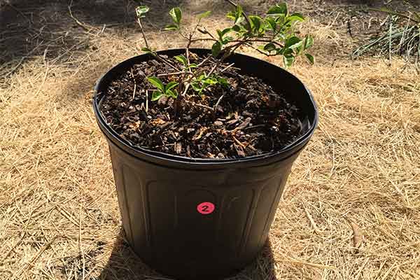 White Bougainvillea in a pot that has been pruned.