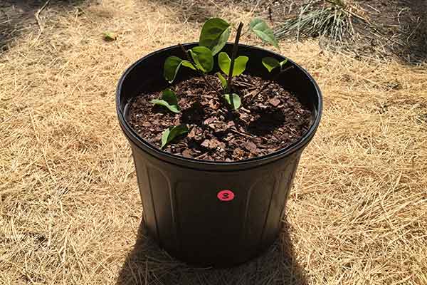 Bougainvillea in a pot that has been pruned.