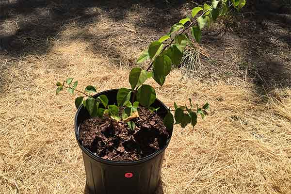 Bougainvillea in a pot.