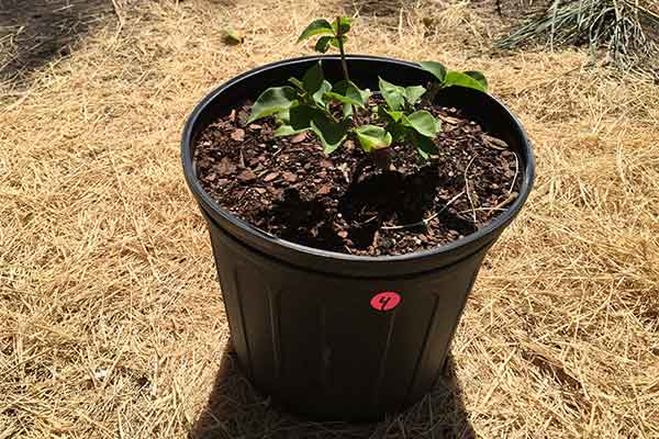 Bougainvillea in a pot that has been pruned.