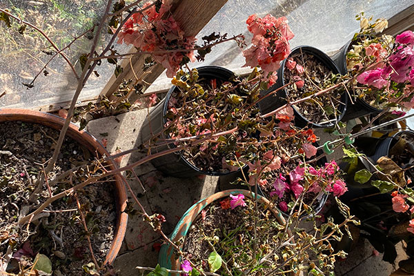 Freeze Damaged Bougainvilleas in a greenhouse.