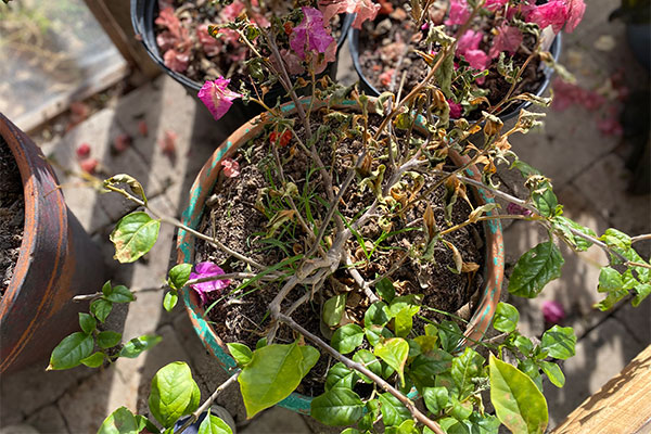 Freeze Damaged Bougainvilleas in a greenhouse.