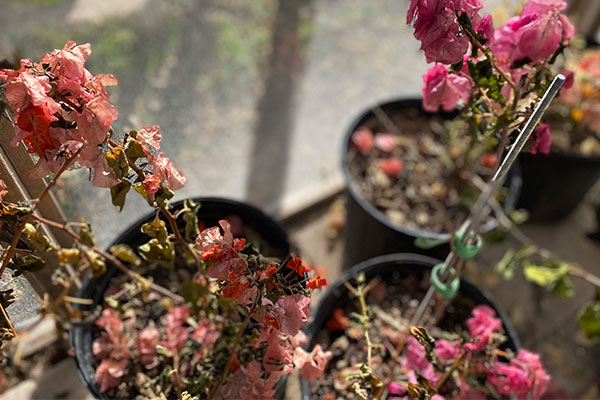 Freeze Damaged Bougainvilleas in a greenhouse.