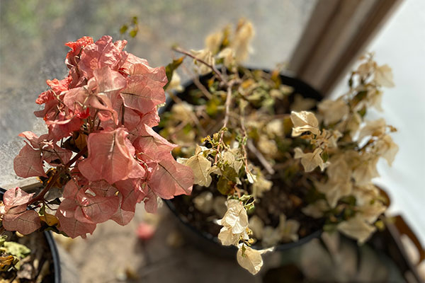 Freeze Damaged Bougainvillea in a pot.