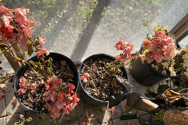 Freeze Damaged Bougainvilleas in a greenhouse.