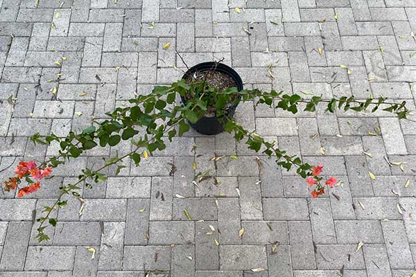 Bougainvillea vine in a black pot.