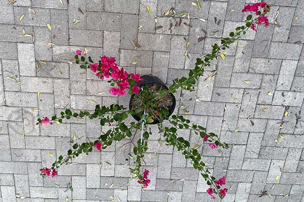 Bougainvilleas have new growth after recovering from frost.