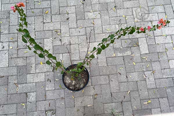 Bougainvilleas are getting leggy