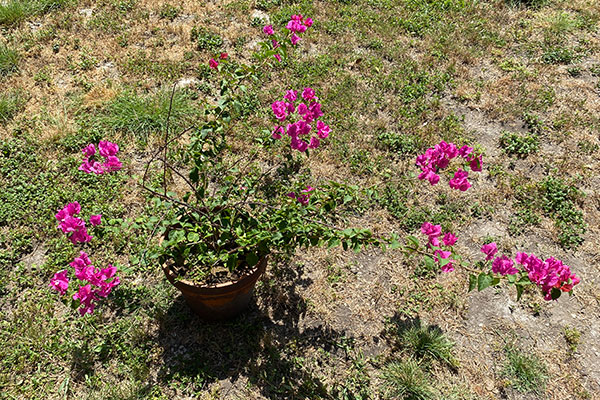 A long leggy bougainvillea in a pot.