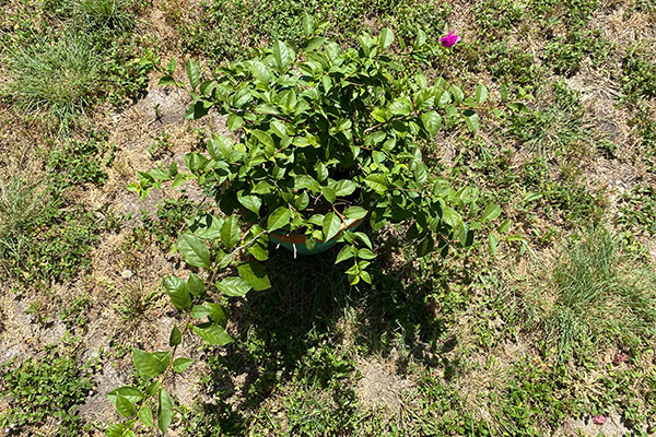 Bougainvilleas have new growth after recovering from frost.