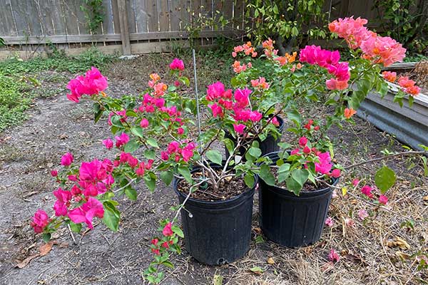 Bougainvilleas have new growth after recovering from frost.