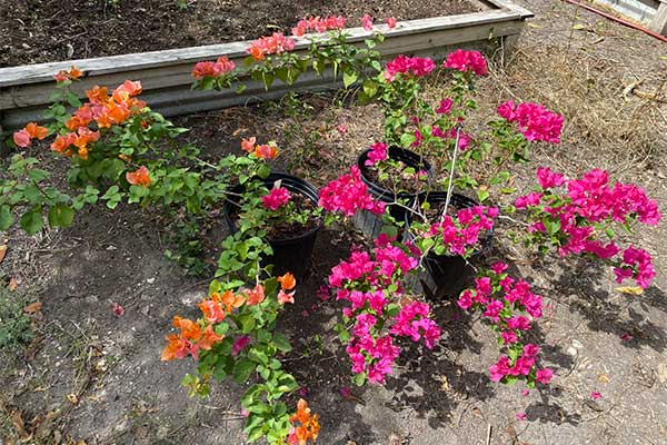 Bougainvilleas have new growth after recovering from frost.