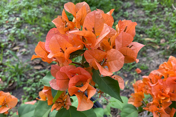 Bushy Bougainvillea with plenty of orange bracts.