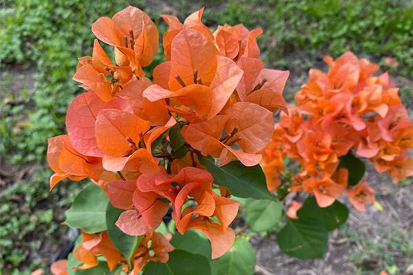 Orange Bougainvillea in a pot.