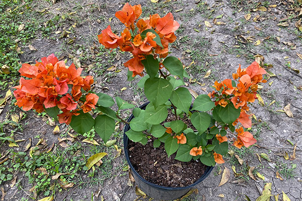 Bushy Bougainvillea with plenty of orange bracts.