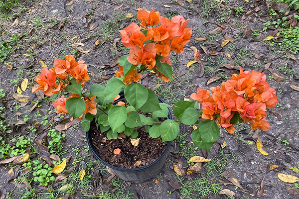 Bushy Bougainvillea with an abundance of orange bracts.