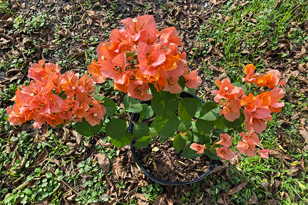 Bushy Bougainvillea with an abundance of orange bracts.