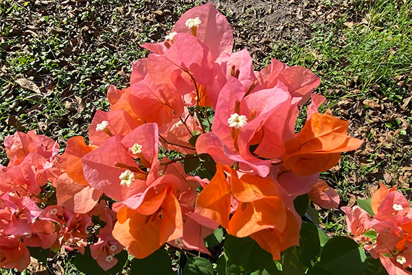 Bushy Bougainvillea with plenty of orange bracts.