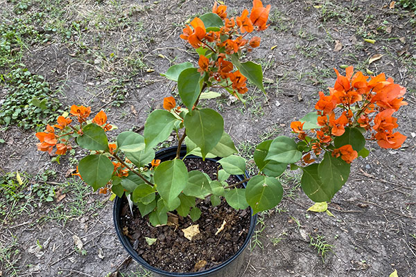 Bushy Bougainvillea with lots of orange bracts.