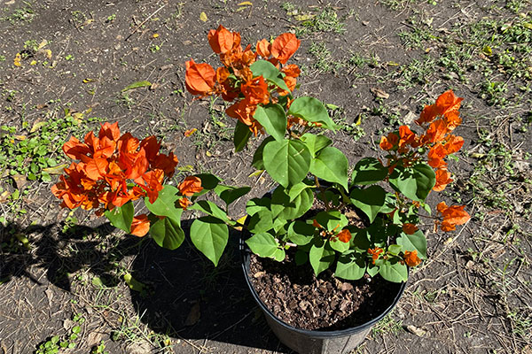 Bushy Bougainvillea with lots more orange bracts.