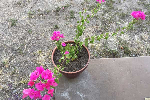 Leggy Bougainvillea that needs pruning.