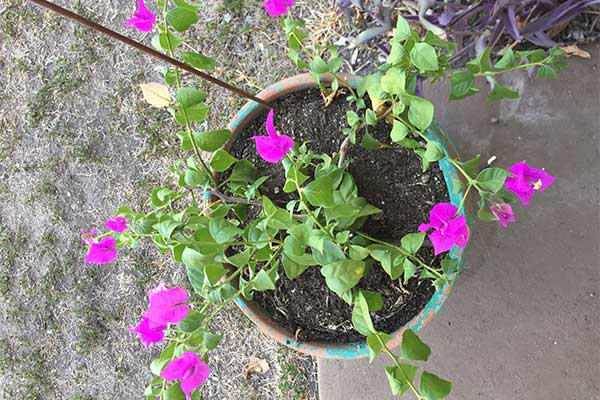 Picture of Bougainvillea with pruning.