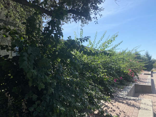 Bougainvilleas in August.