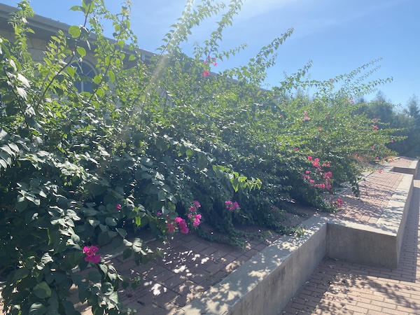 Bougainvilleas in the ground.