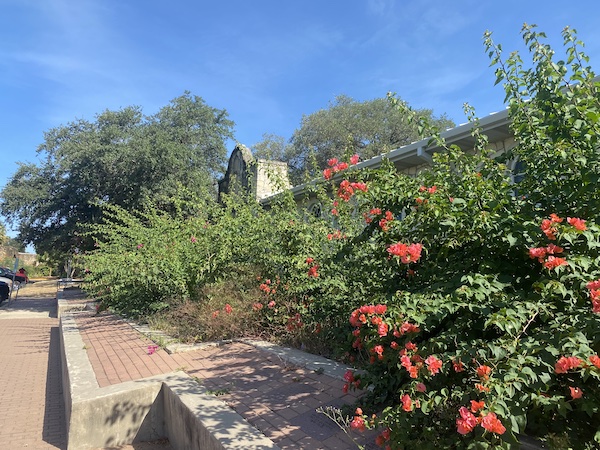 Bougainvilleas in the ground.