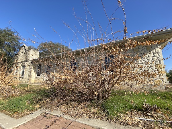 Bougainvilleas in the Winter.
